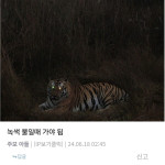 Uploaded Image